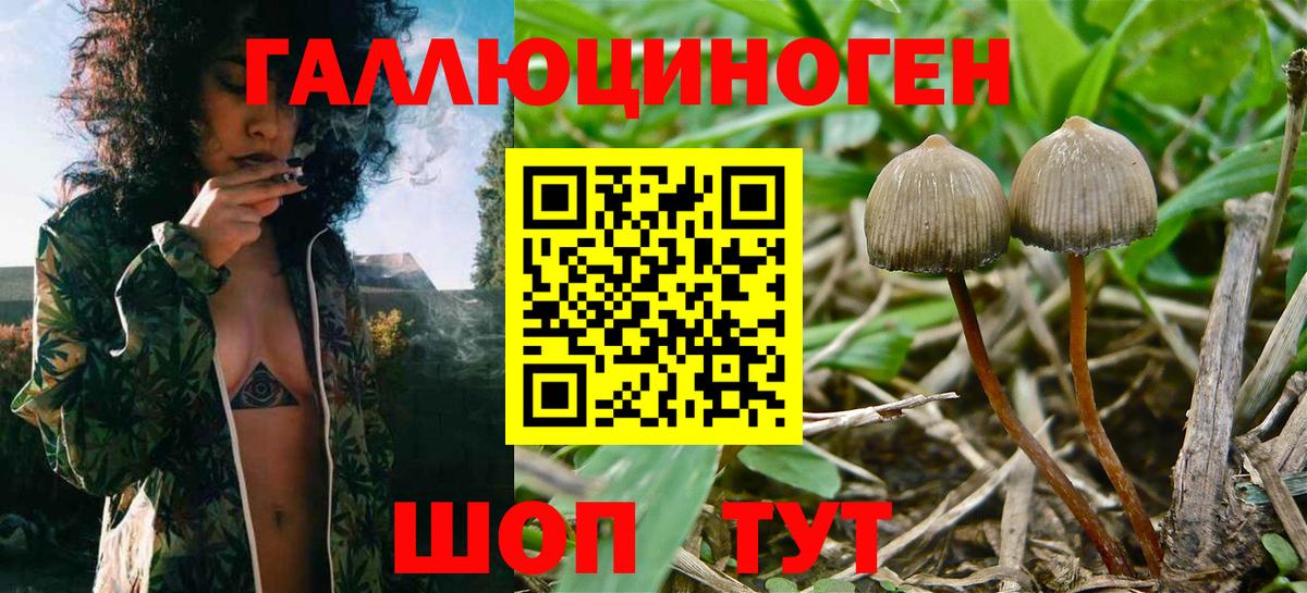 Псилоцибиновые грибы Psilocybe  Псилоцибиновые грибы Cubensis  Сибай  Вход с VPN 